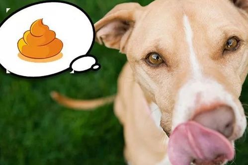 狗狗缺 微量元素 吃什么