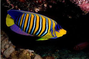 埃及神仙鱼吃什么，属于杂食性的鱼类？