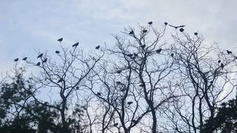 为什么一到冬天,北方城市总会聚集一大群乌鸦
