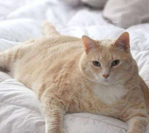 英国的一只40斤胖猫被遗弃,遇到新主人后,开启了减肥之路