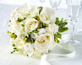 白色玫瑰花语文案,白色玫瑰花语：纯洁与爱情的完美诠释
