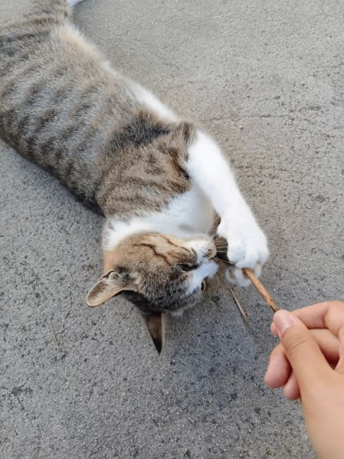 猫咪挑食怎么办 猫咪喜欢吃什么口味的猫粮