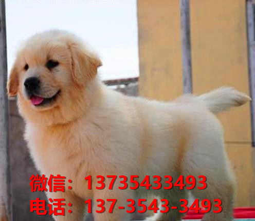 赤峰宠物狗犬舍出售纯种金毛犬 宠物狗市场在哪网上哪里卖狗