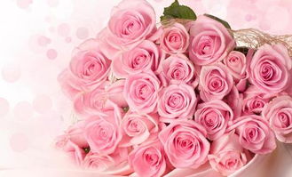 粉色的玫瑰的花语是什么,粉红玫瑰的种类。