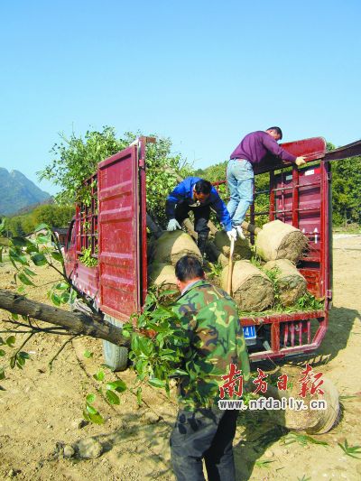 天津有什么植树公司？可以买点树苗种树的？