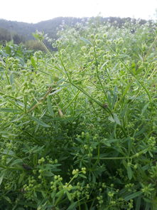 菜地抛荒后长的,请问是什么植物啊 