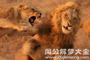 梦见狮子打架 梦到狮子打架是什么意思 周公解梦大全网 