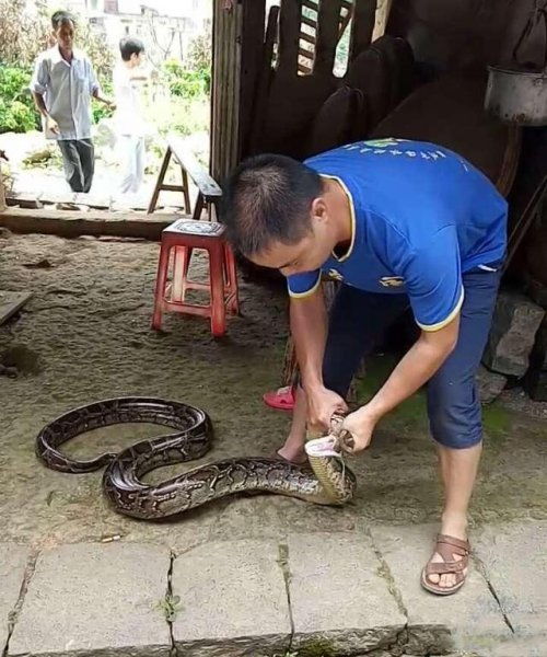 如何防止蛇爬进家中,这几个办法非常的实用