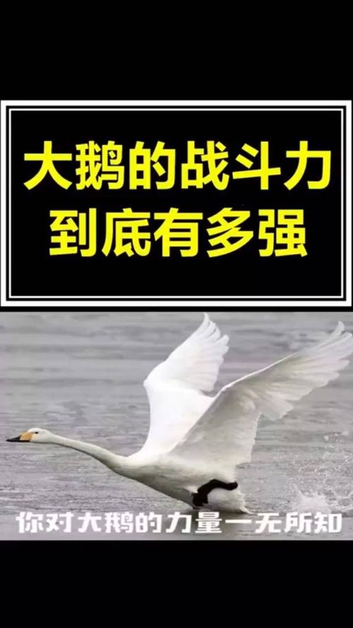 冷鹅小知识(鹅吃的冷饭是什么意思)