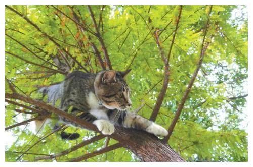 流浪猫上树下不来,坐在树上流鼻涕砸到行人,为啥下树那么难