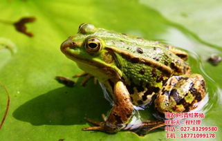 青蛙养殖蛙苗提供,瑞和园,郴州青蛙养殖 