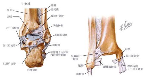 脚踝韧带结构图 搜狗图片搜索