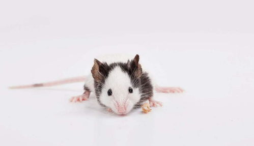 小家鼠和大家鼠的饲养方法 饲料与饮用水的选择