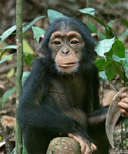 1980年生肖属猴人2021年运气 适当的歇息可以提高任务效力
