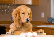 辟谣 狗只能吃蛋黄不能吃蛋清 一篇文章告诉你鸡蛋到底该怎么喂