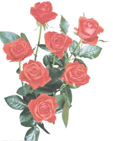 玫瑰花品种排名大全介绍玫瑰花排行榜,玫瑰花品种排名大全介绍玫瑰花排行榜