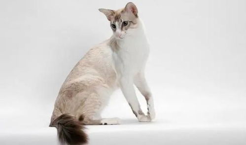 暹罗猫的长毛猫种 巴厘猫,性格聪明粘人,外表比暹罗猫更优雅 