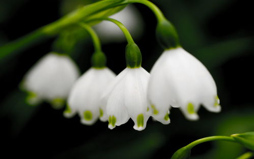 6月份,将会遇见爱情,桃花运走高,爱情出现新机会的四大星座 双子座 