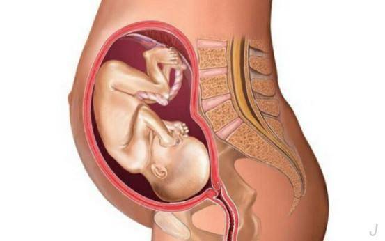 太多了子宫装不下了 妈妈的子宫最多可容纳多少个胎儿