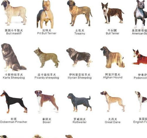 这38种狗狗上了苏州 养狗黑名单 ,你家狗狗在其中吗
