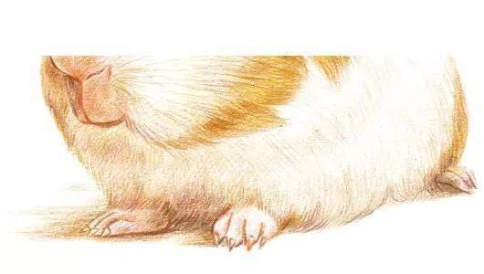 教程︱动物 小小荷兰猪