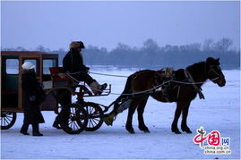 哈尔滨回眸一 松花江上的马和马车 