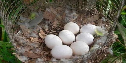 男子郊外发现鸟蛋,回家帮忙孵化之后却被吓的半死,马上放生