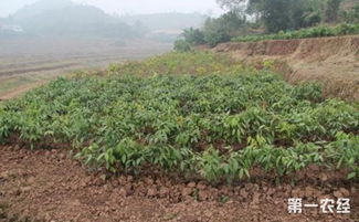 荔枝树怎么种植视频,荔枝树怎么种