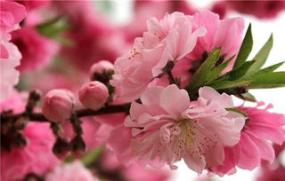 桃花的花语和象征是什么 