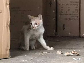 很抗饿 中国小橘猫被误关集装箱竟运到意大利