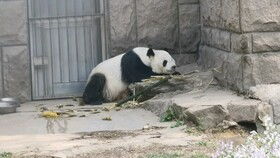 大熊猫古古 趴着趴着就困了