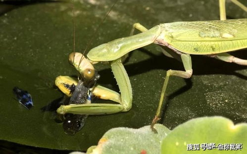 螳螂换口味 陆地上的吃腻了,想尝尝连水里游的是什么腥味