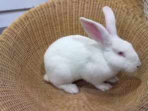 一只长耳朵兔子的困扰 小白兔,白又白,两只耳朵竖不起来