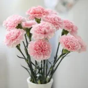 白色洋桔梗花花语,白色洋桔梗花：优雅与纯洁的完美融合
