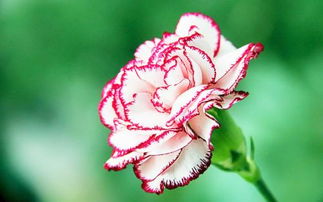康乃康乃馨花语,康乃馨花语：母爱之花，献给世界上最伟大的爱