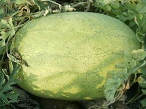 请问下这种是什么品种西瓜,叫什么名字,产自哪里 
