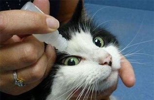 养宠知识 猫咪传染红眼病凸,猫红眼病会传染给人嘛