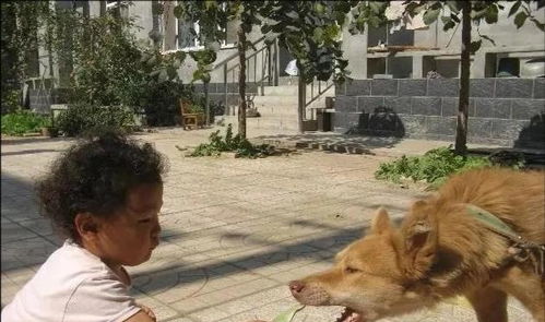 重庆市二年级男生,遭同村独居老人的狗咬致身亡,55万和解引热议