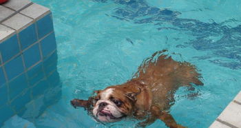 狗为什么天生会游泳人却要学很久才会
