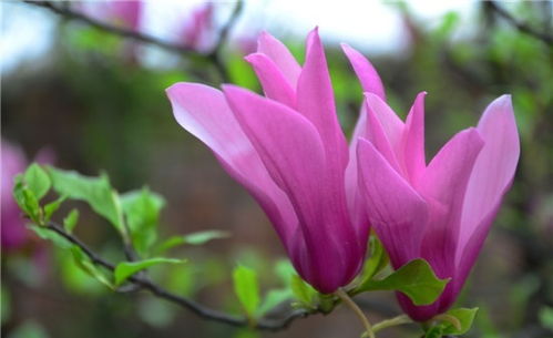 紫玉兰花的寓意和象征,尊贵和尊严