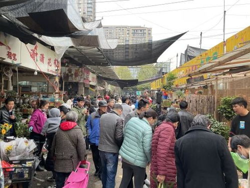 走过繁华20年,杭州城西花鸟市场谢幕,旁边华商超市也要拆,以后这里做什么