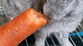 有见过兔子吃胡萝卜