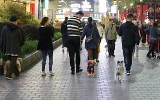 百联滨江广场有市民遛狗不拴绳 宠物乱窜吓到老人小孩 