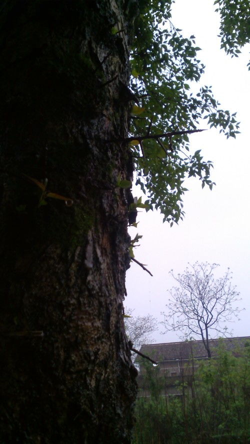 树上长刺是什么树,树上长刺？揭秘神秘的带刺树木，让你大开眼界！