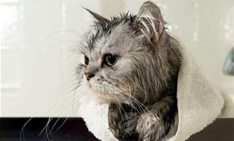 有了这份无上的科学洗澡大法,猫猫再也不怕洗澡了