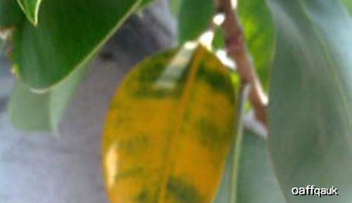 橡皮树叶子发黄是怎么回事,橡皮树的叶子发黄是怎么回事？
