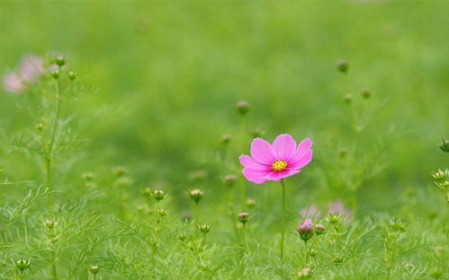 紫造句子  花儿有红的黄的紫的蓝的仿写句子？