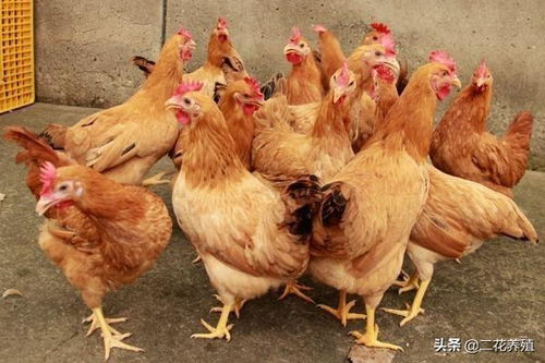 冬季养鸡需要注意什么 知道这些养殖小知识,行情不好也能扛得住