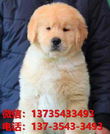 德阳宠物狗犬舍出售纯种金毛幼犬网上卖狗买狗网站在哪有狗市场