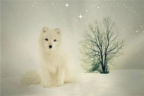 梦见白色狐狸